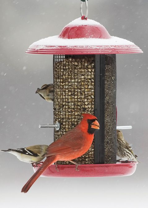 how to birds winter bird care how to birds winter bird care