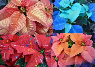 poinsettias colors poinsettias colors