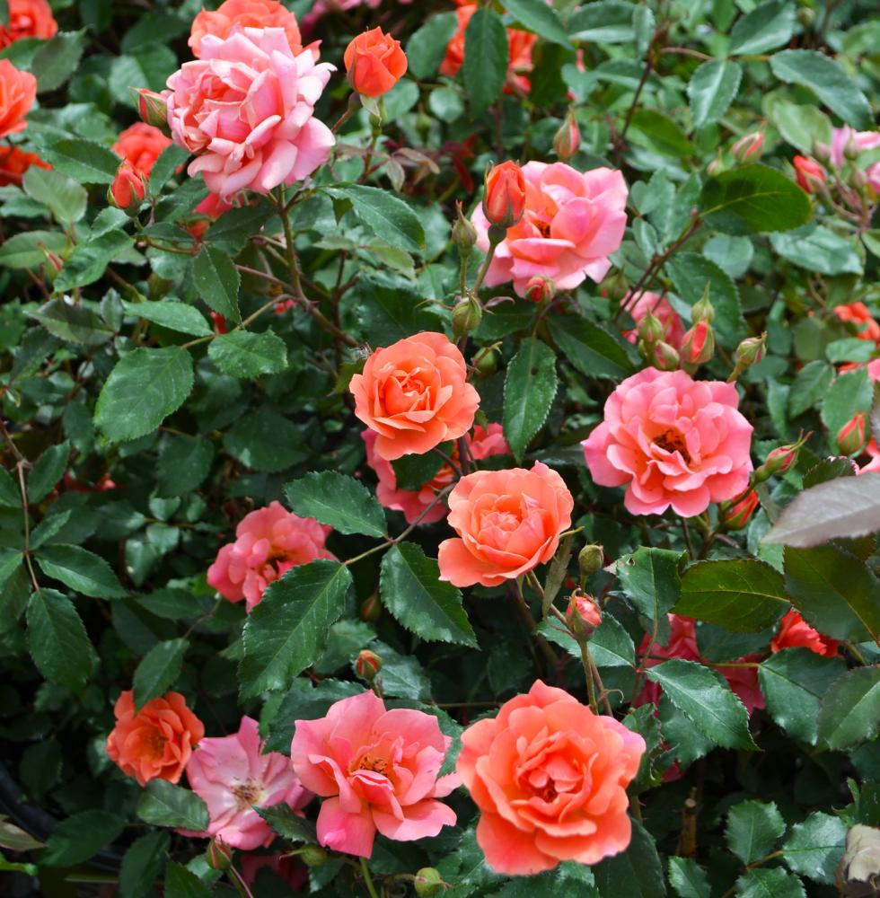 Double Knock Out Shrub Rose | Gertens Garden Center