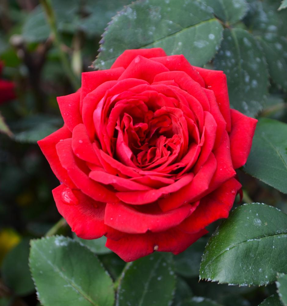 Double Knock Out Shrub Rose | Gertens Garden Center