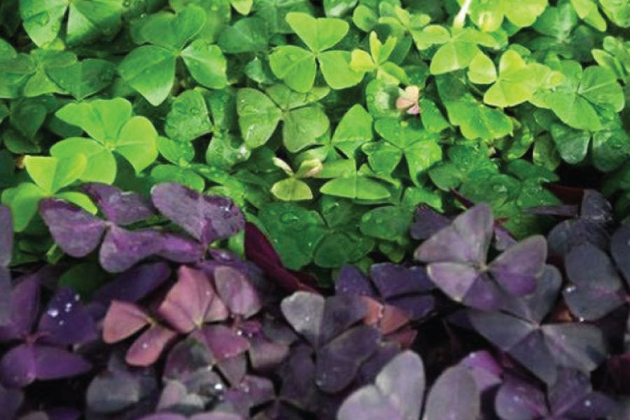 THE GARDEN SCOOP: Shamrock or not?