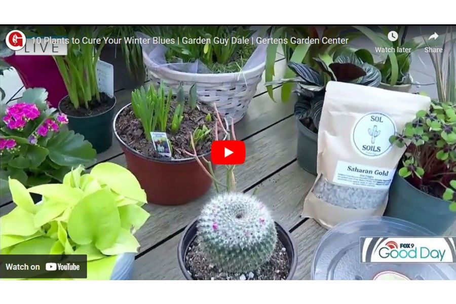 VIDEO: 10 Plants to Cure Your Winter Blues | Garden Guy Dale