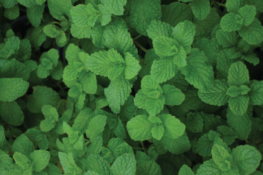 Growing and Using Fresh Mint