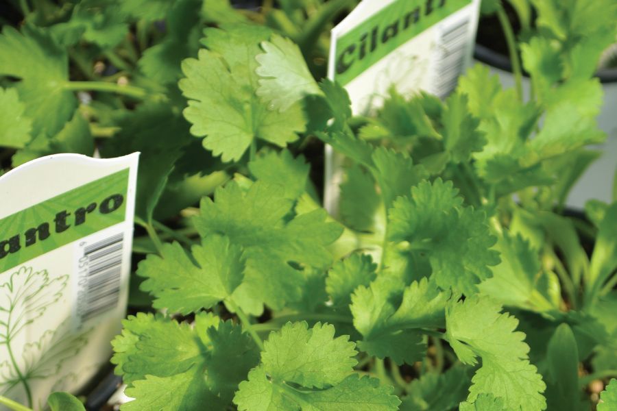 Growing and Using Fresh Cilantro