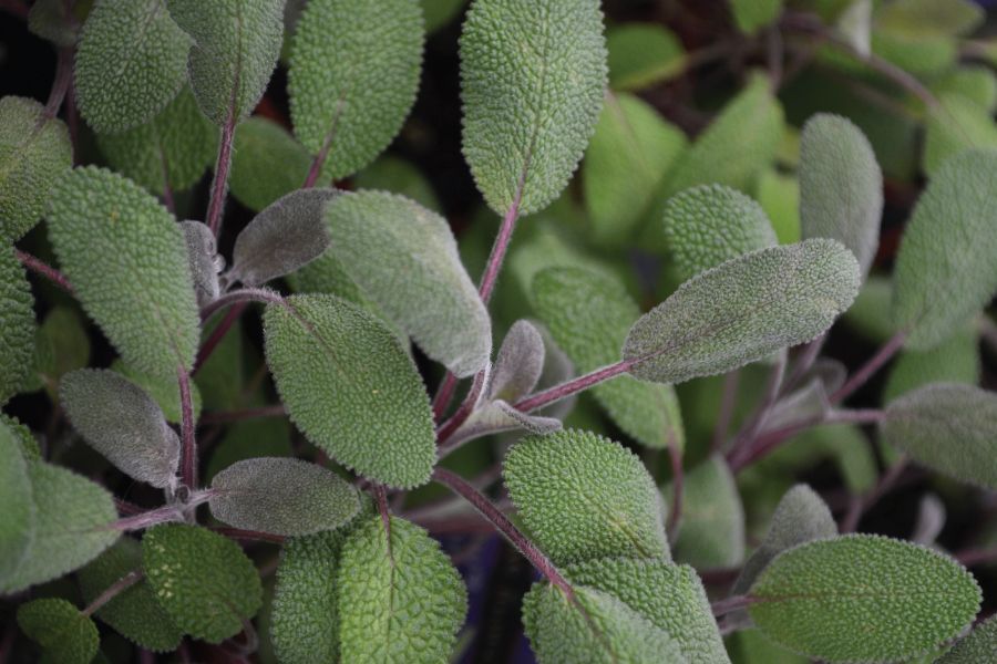 Growing and Using Fresh Sage