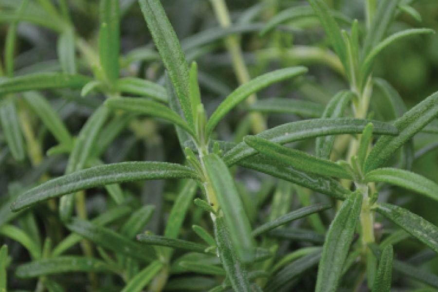 Growing and Using Fresh Rosemary