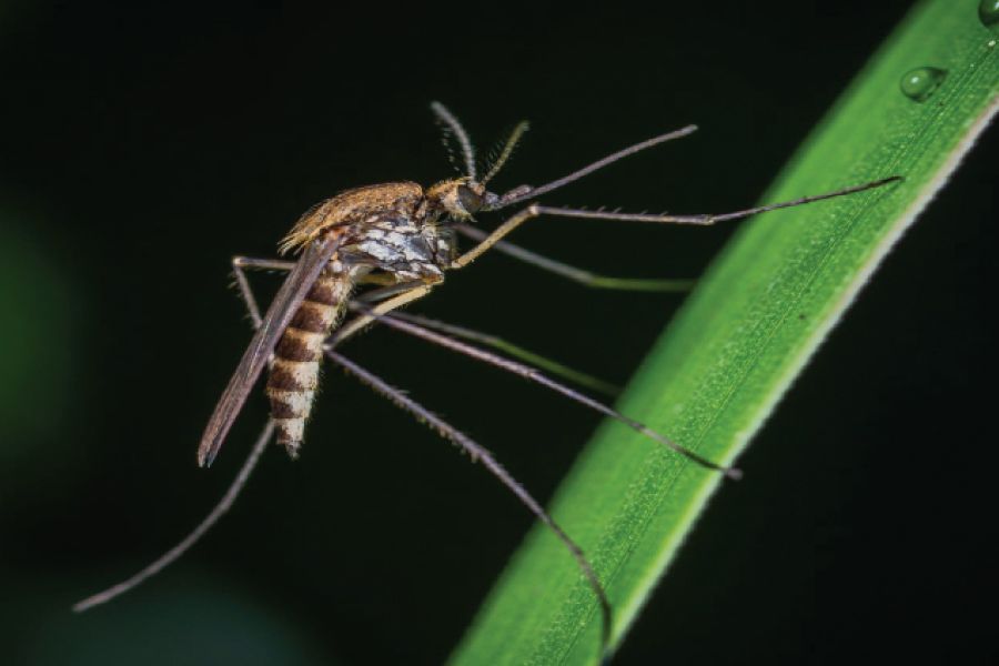 The Buzz about Mosquitoes