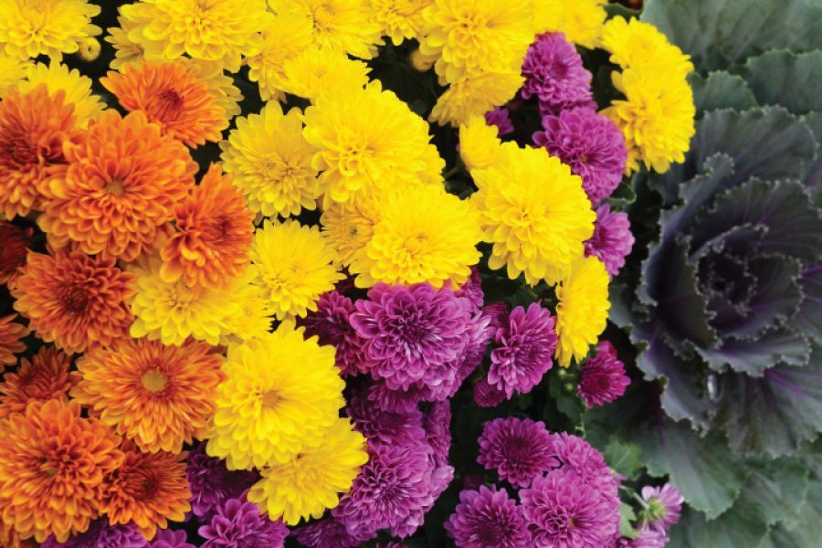 The History of Chrysanthemums