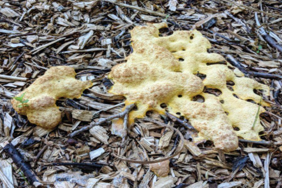 Slime Mold in Mulch