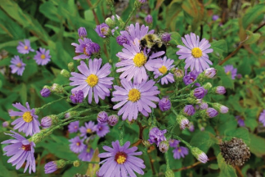 THE GARDEN SCOOP: It’s Only Natural to Plant Natives