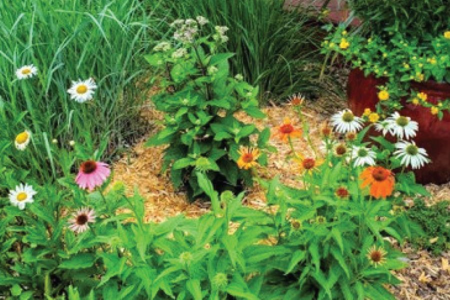 THE GARDEN SCOOP: Perennials Are the Backbone