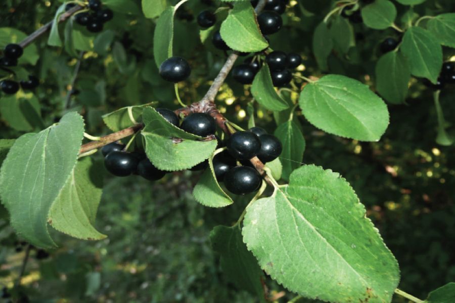 Controlling Buckthorn