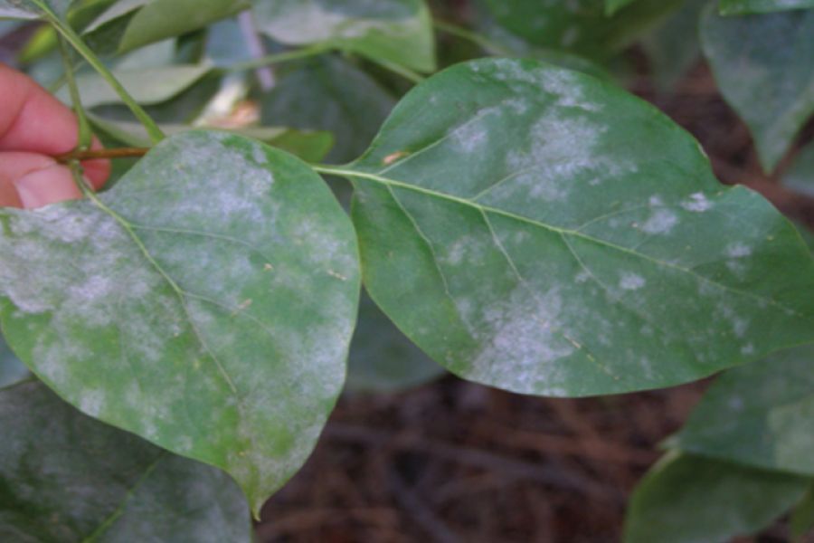 Controlling Powdery Mildew