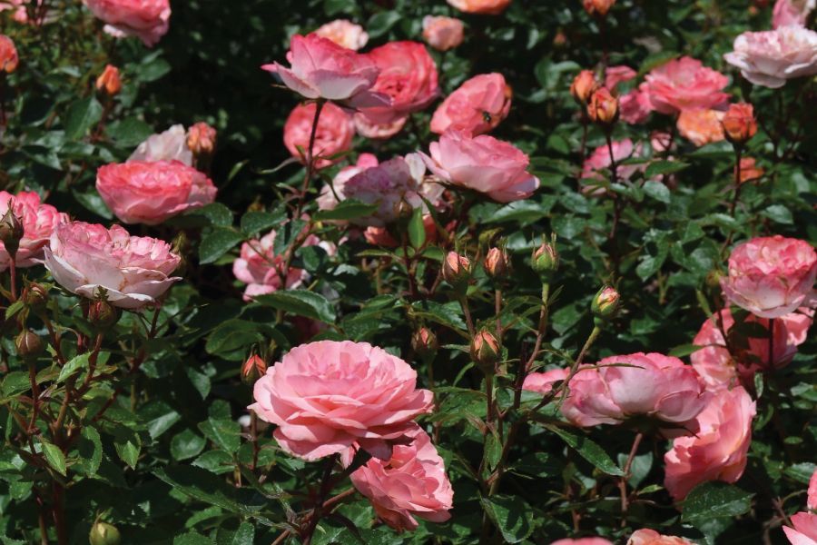 Caring for Roses in Hot Humid Weather