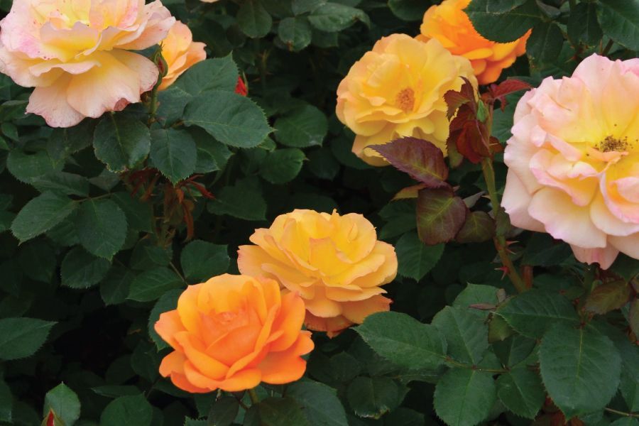 Pruning and Caring for Your Rose Bushes