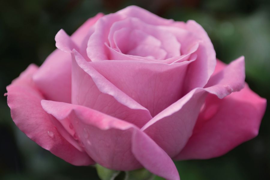 Preparing Roses for Cold Minnesota Weather