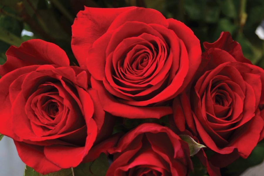 Caring for Fresh Cut Roses