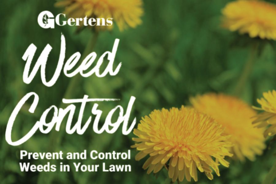 When and How to Apply Weed Killer to Your Lawn