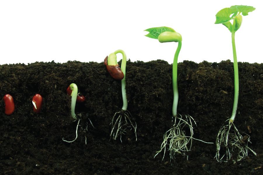 Seed Starting Basics - Indoors