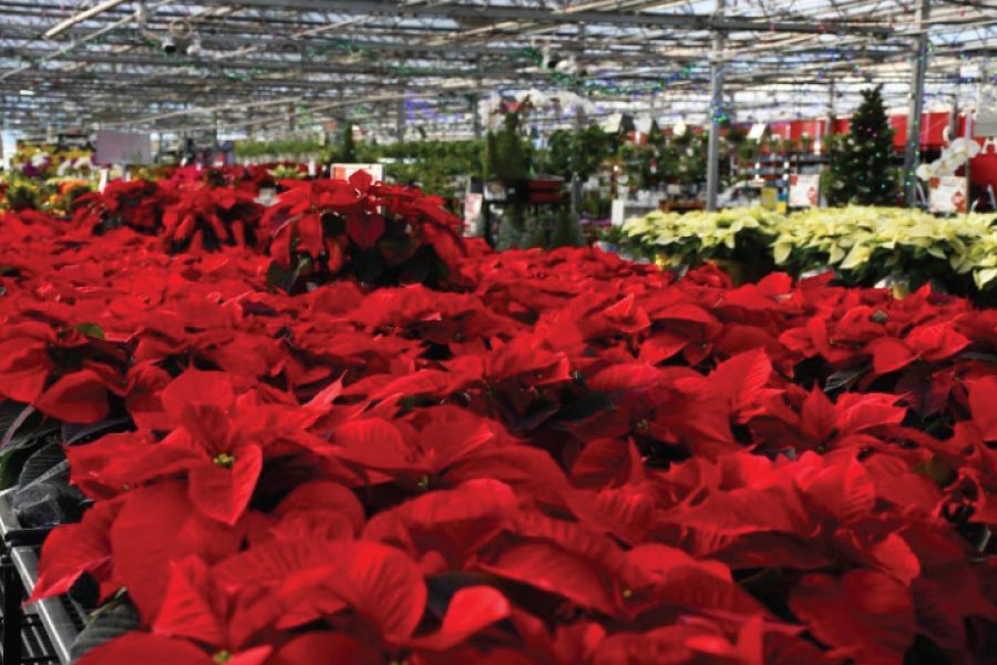 THE GARDEN SCOOP: National Poinsettia Day