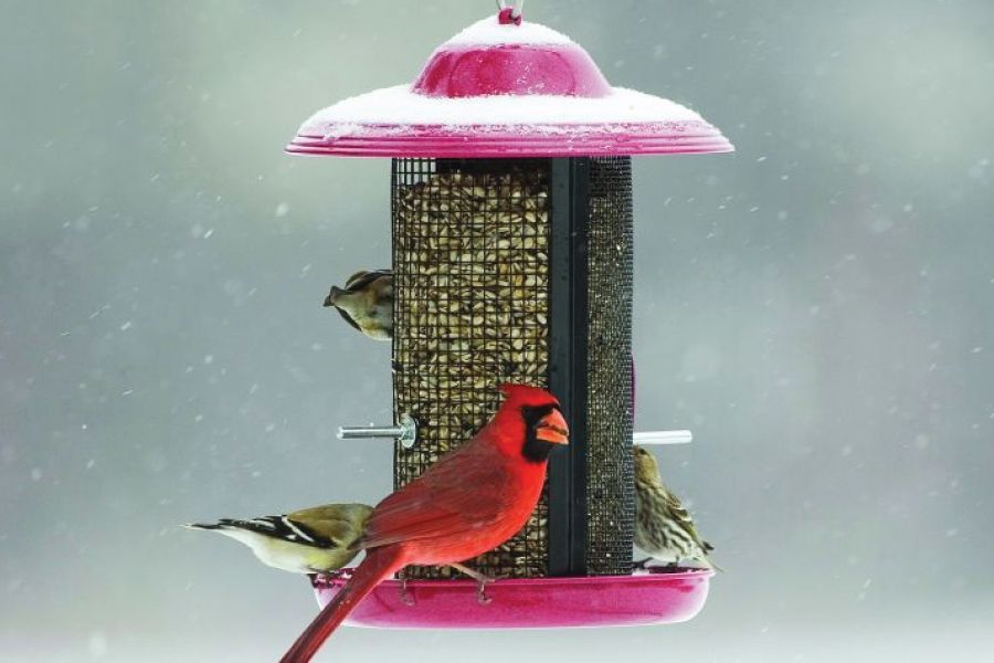 Make Your Own Bird Treats