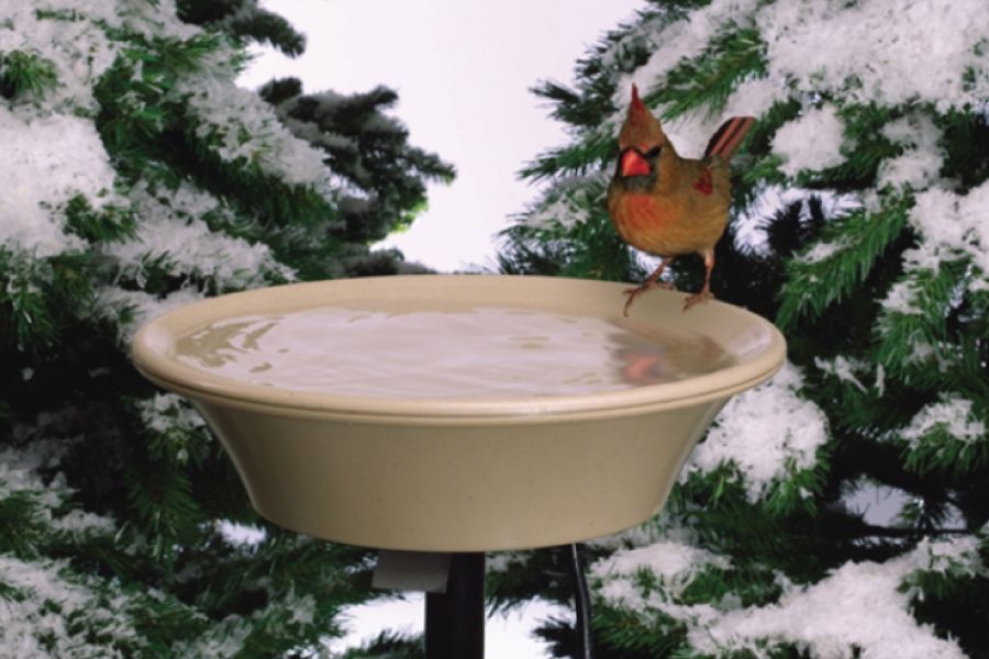Complete Winter Bird Care