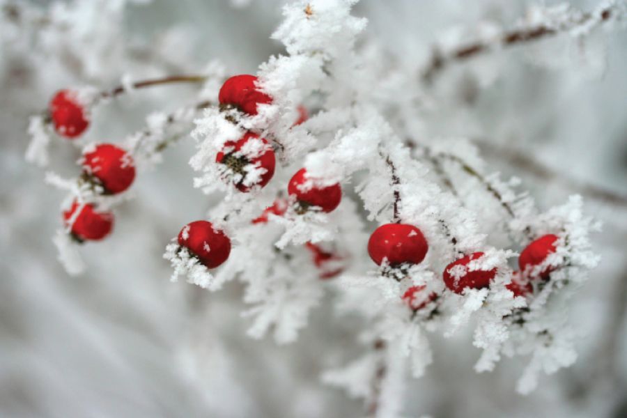 How To Prepare Trees and Shrubs for Winter