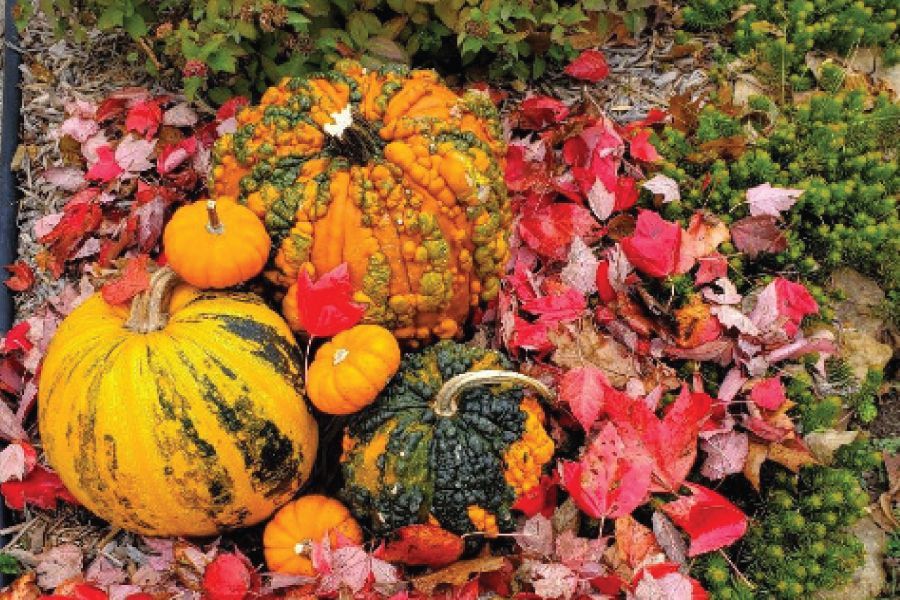 THE GARDEN SCOOP: Fall Is for Planting 2022