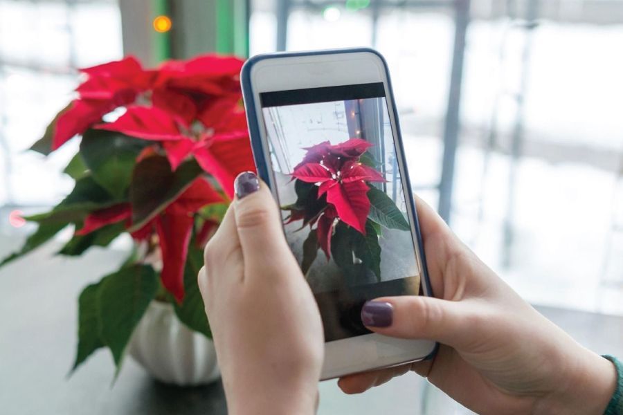 How to Care for Poinsettias