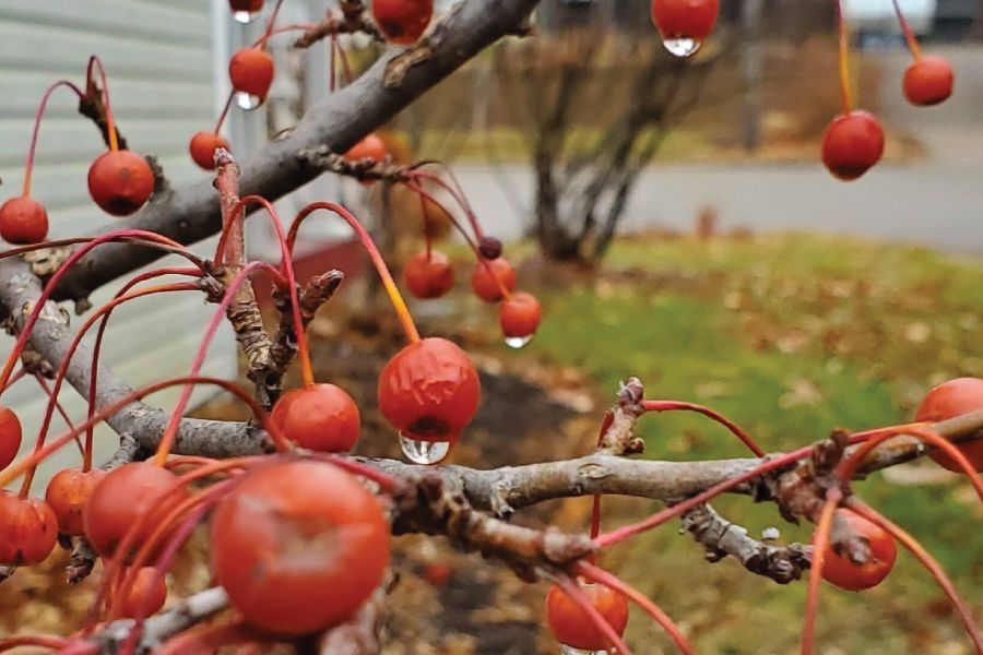 THE GARDEN SCOOP: Hold Up Before You Get the Hose Out