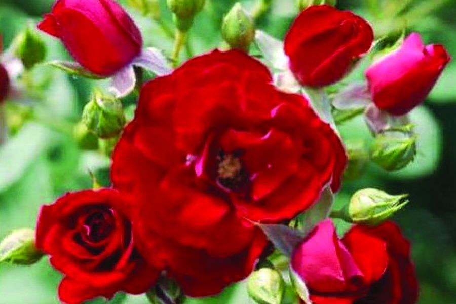 Top Ten Roses for Minnesota Gardeners