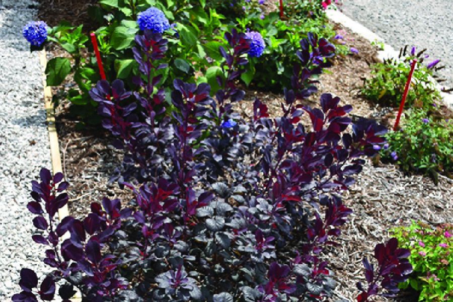 Top Ten Shrubs