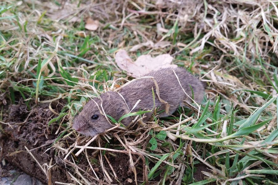 Deterring Voles