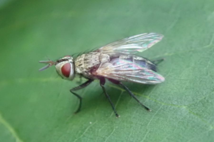 THE GARDEN SCOOP: The Winsome Fly and Why We Love This Bug