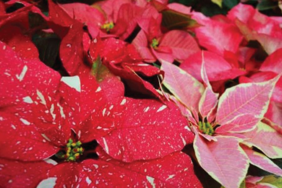 THE GARDEN SCOOP: Caring for Your Holiday Plants 2023