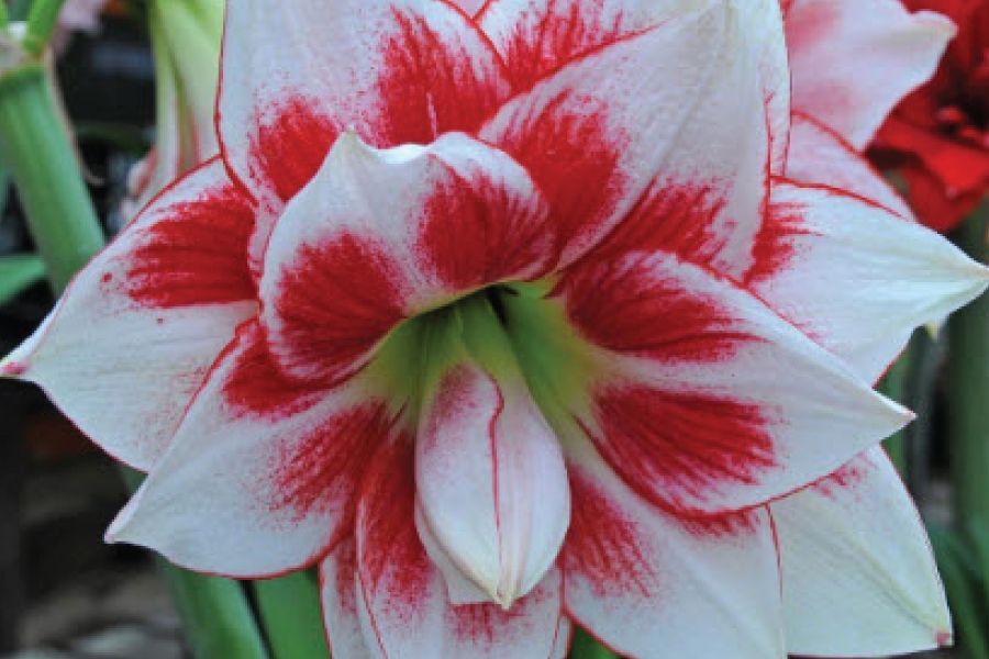 When to Plant Summer Flowering Bulbs