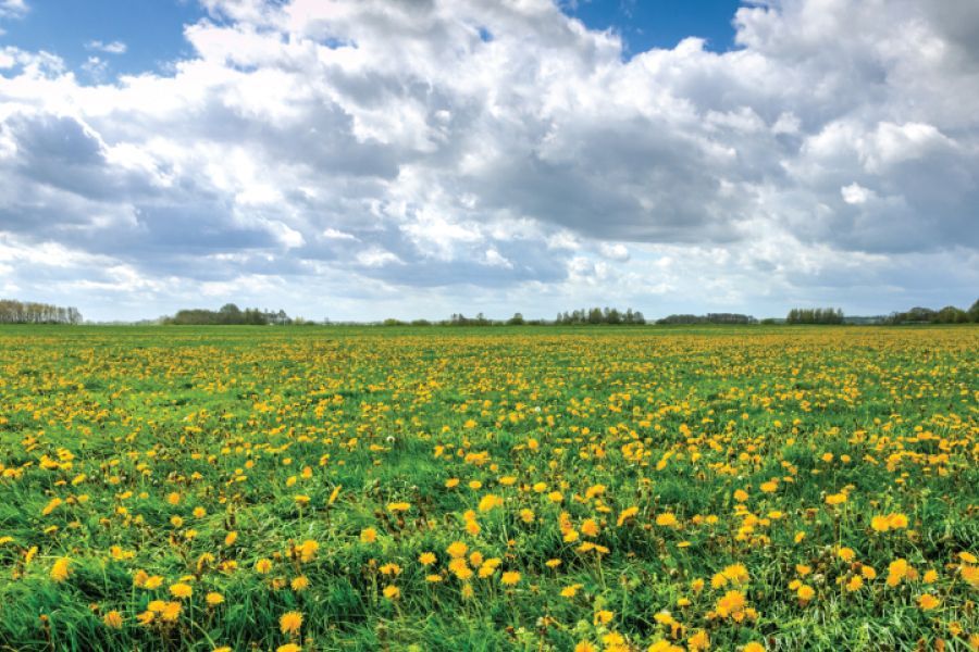 THE GARDEN SCOOP:  Dandelions: Love ‘em or Loathe ‘em