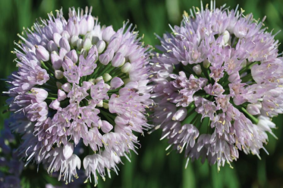 Growing Allium Bulbs