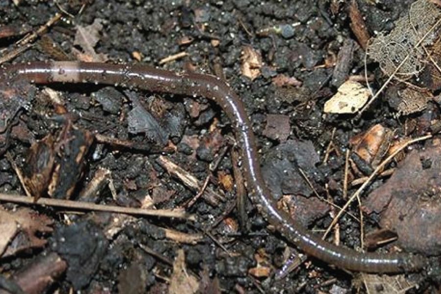 All About Invasive Jumping Worms