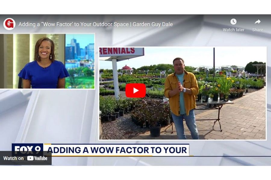 VIDEO: Adding a “Wow Factor" to Your Outdoor Space | Garden Guy Dale