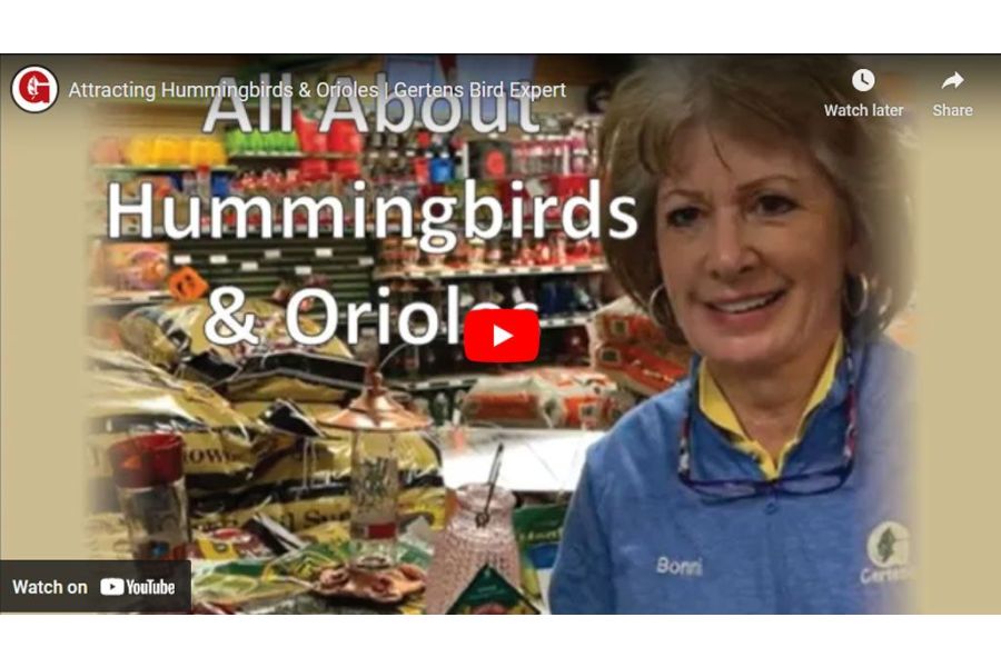 VIDEO: Attracting Hummingbirds & Orioles | Gertens Bird Expert