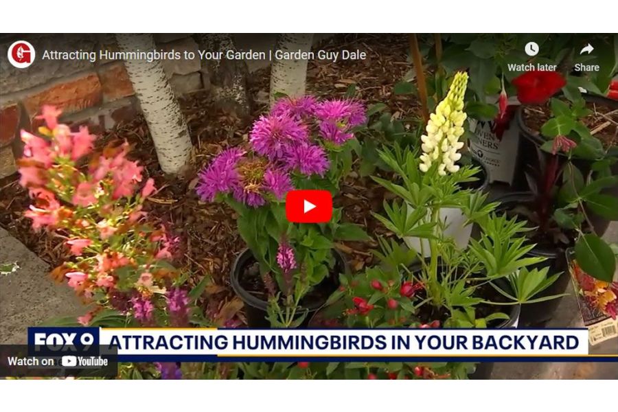 VIDEO: Attracting Hummingbirds to Your Garden | Garden Guy Dale