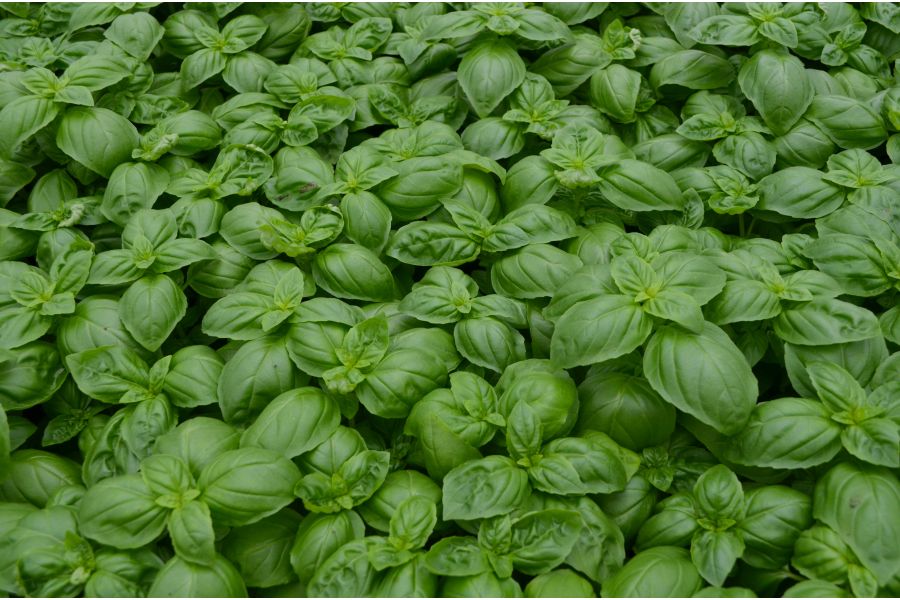 Growing and Using Fresh Basil