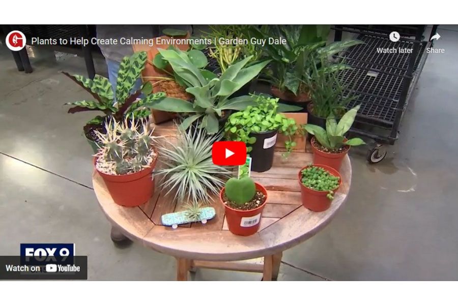 VIDEO: Best Back to School Plants to Help Create Calming Environments