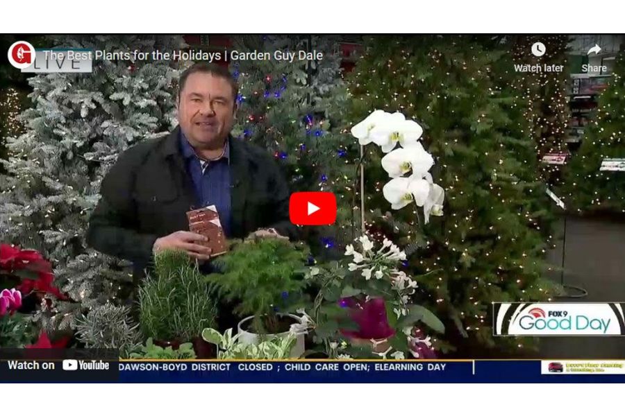 VIDEO: The Best Plants for the Holidays | Garden Guy Dale