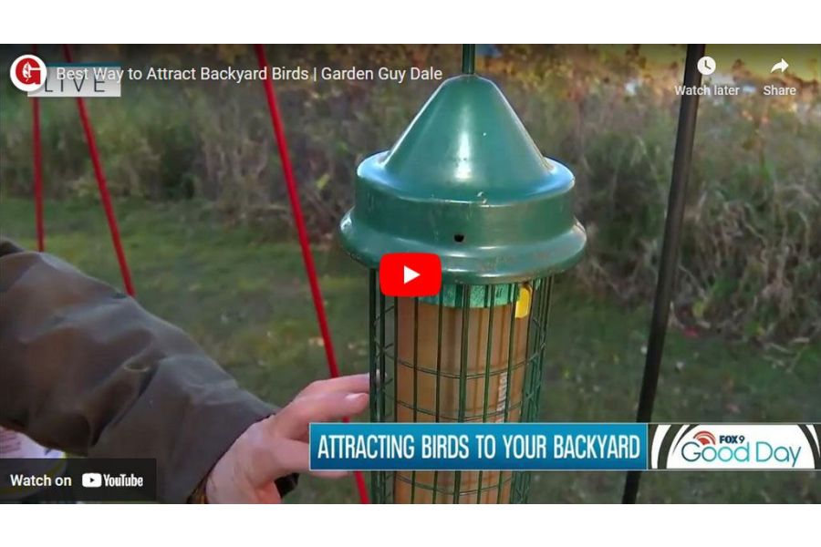 VIDEO: Best Way to Attract Backyard Birds | Garden Guy Dale