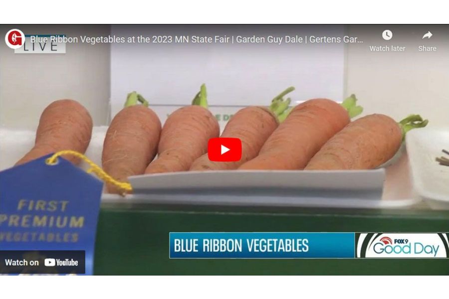 VIDEO: Blue Ribbon Vegetables at the 2023 MN State Fair | Garden Guy Dale