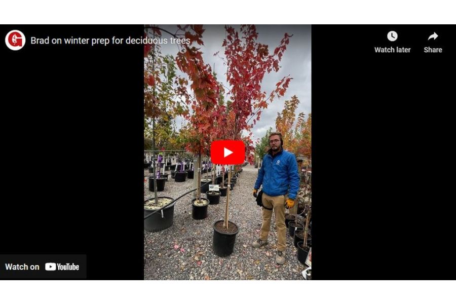 VIDEO: Brad on Winter Prep for Deciduous Trees