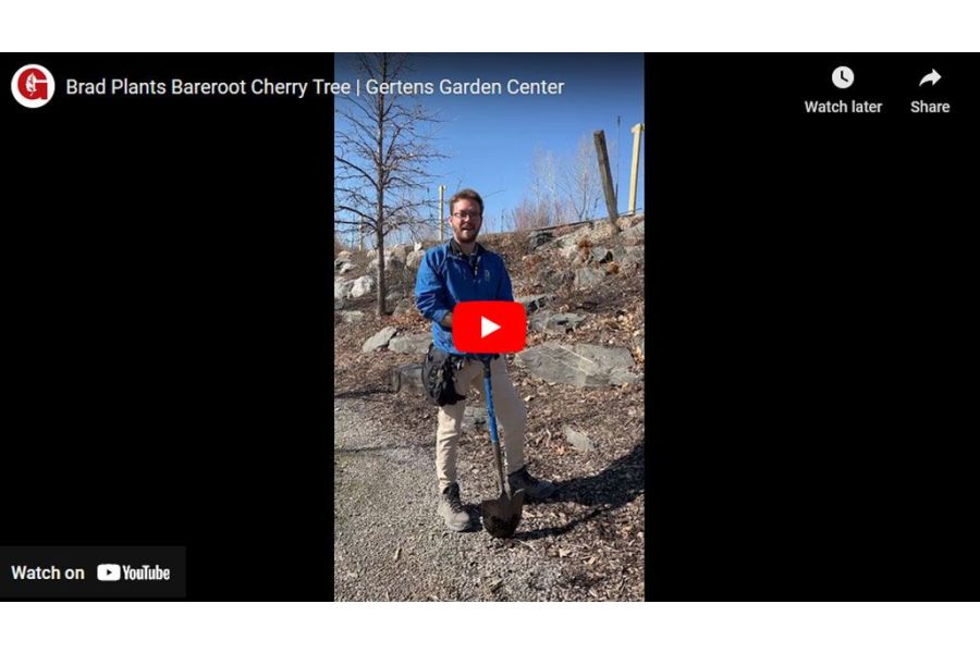 VIDEO: Brad Plants Bareroot Cherry Tree