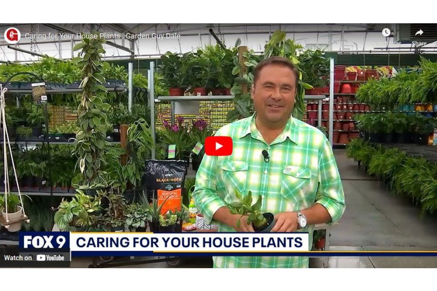 VIDEO: Caring for Your House Plants | Garden Guy Dale